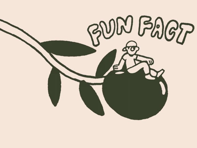 Fun Fact olive illustration