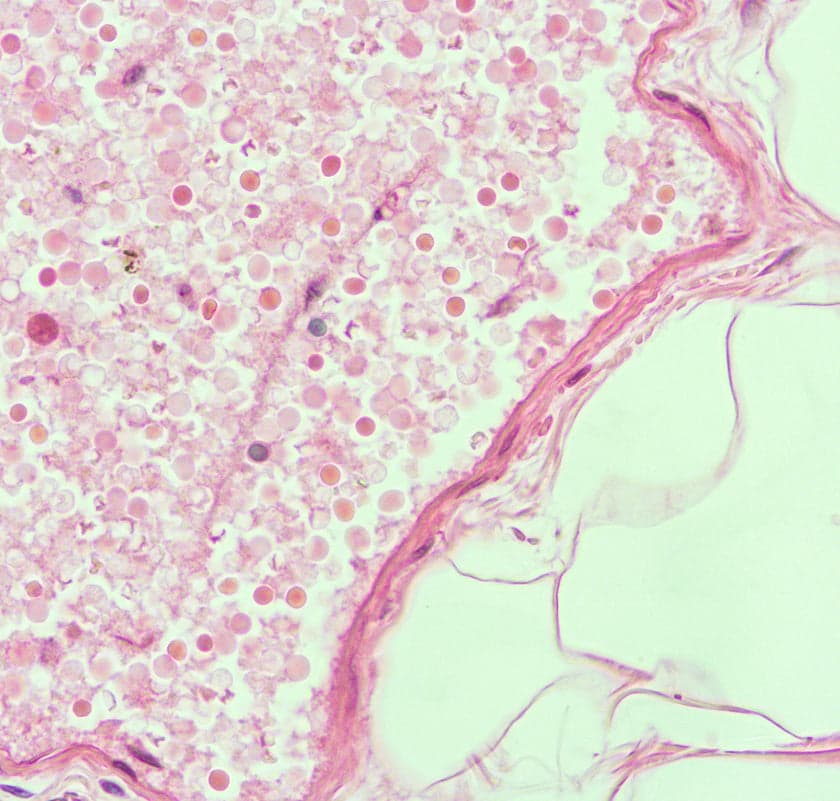 Aging cells microscope view