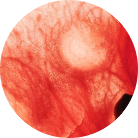 Vine Watermelon Swatch