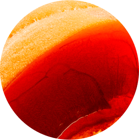 Sungold Apricot Swatch
