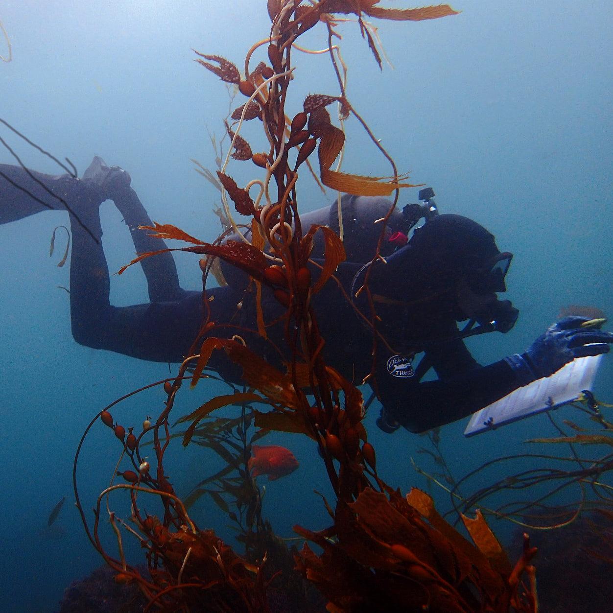 Diver swimming above a kelp forest