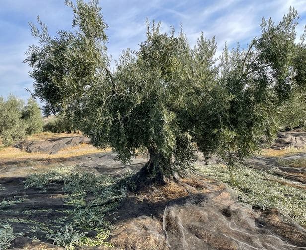 Olive tree in arid landscape