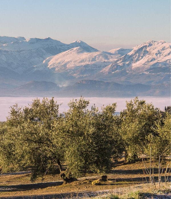 The olive groves of Jaén, Spain, rolling up into the mountains