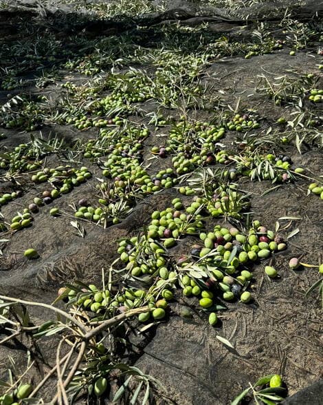 Freshly picked olives gathered on the ground at harvest