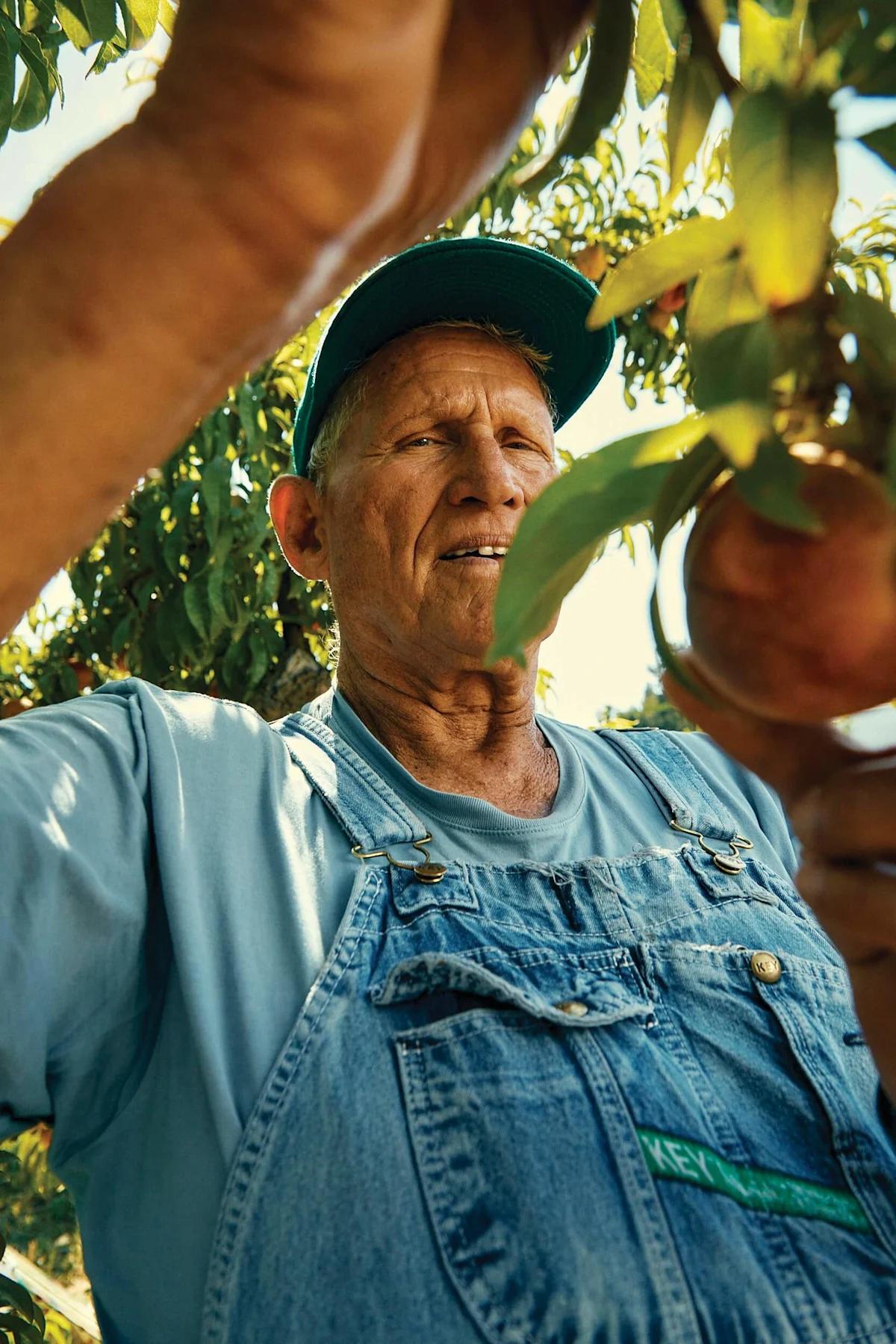 Farmer in overalls reaching up to pick a peach from a tree at Frog Hollow Farm