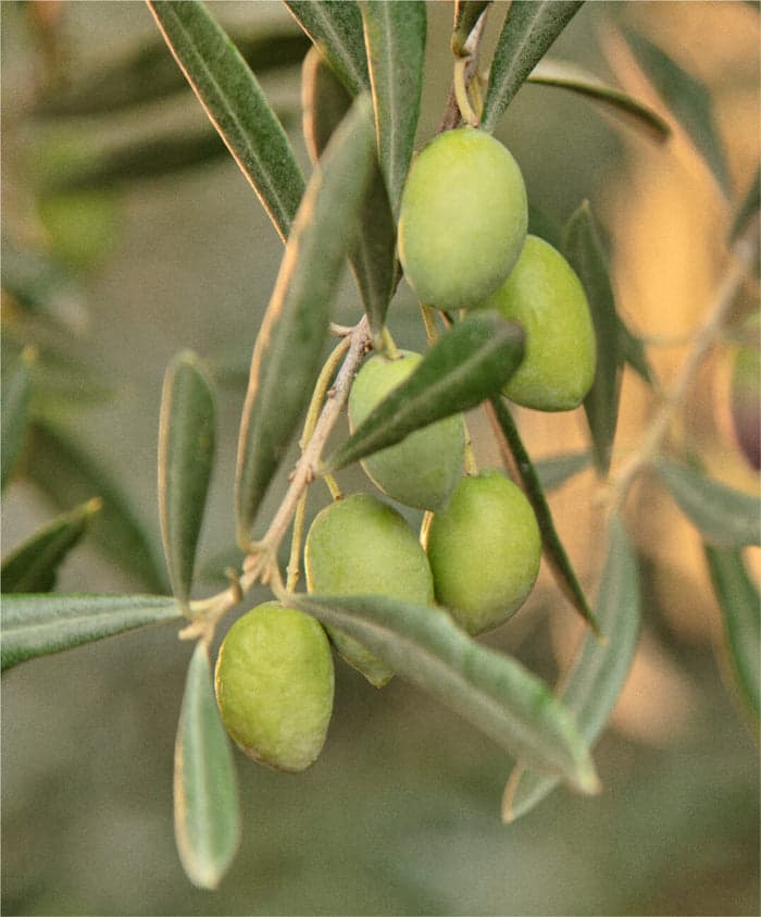 Harvested in October