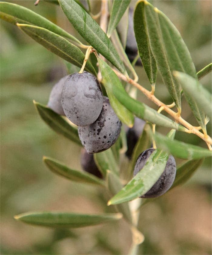 Harvested in November