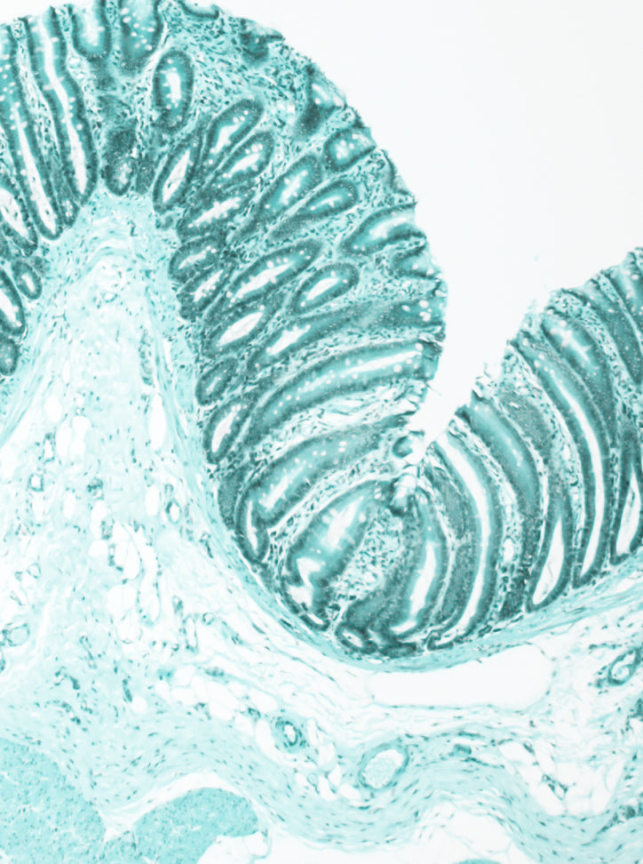 Histology microscope image